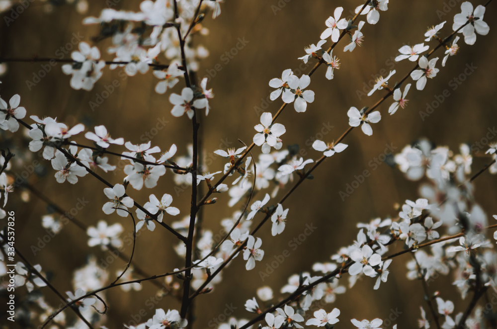 Fruit tree branches filled with an abundance of white blossoming flowers close up Fruit tree branches filled with an abundance of white blossoming flowers close up
