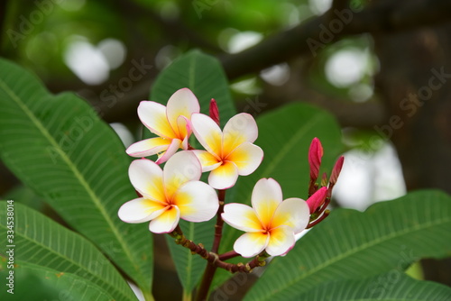 Colorful flowers.Group of flower.group of yellow white and pink flowers  Frangipani  Plumeria  White and yellow frangipani flowers with leaves in background.Plumeria flower blooming