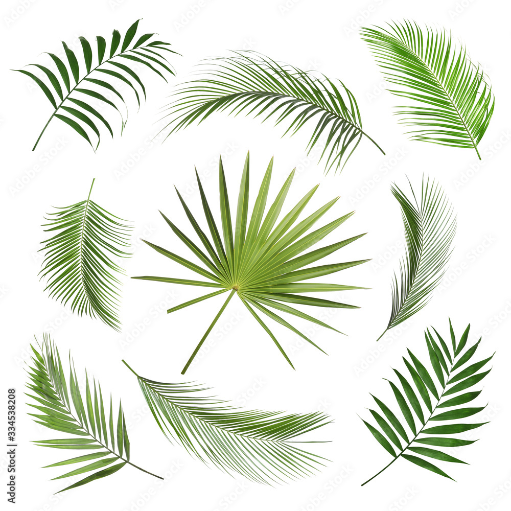 Set of tropical leaves on white background Set of tropical leaves on white background