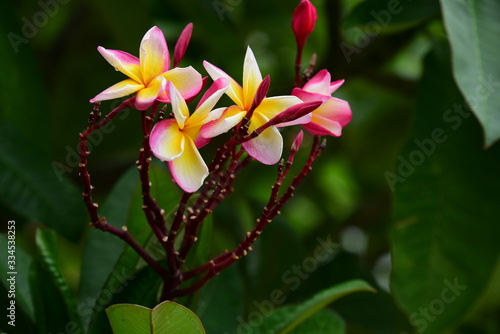 Colorful flowers.Group of flower.group of yellow white and pink flowers  Frangipani  Plumeria  White and yellow frangipani flowers with leaves in background.Plumeria flower blooming