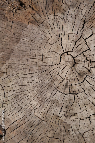 rough old plank of tree wood beautiful shape