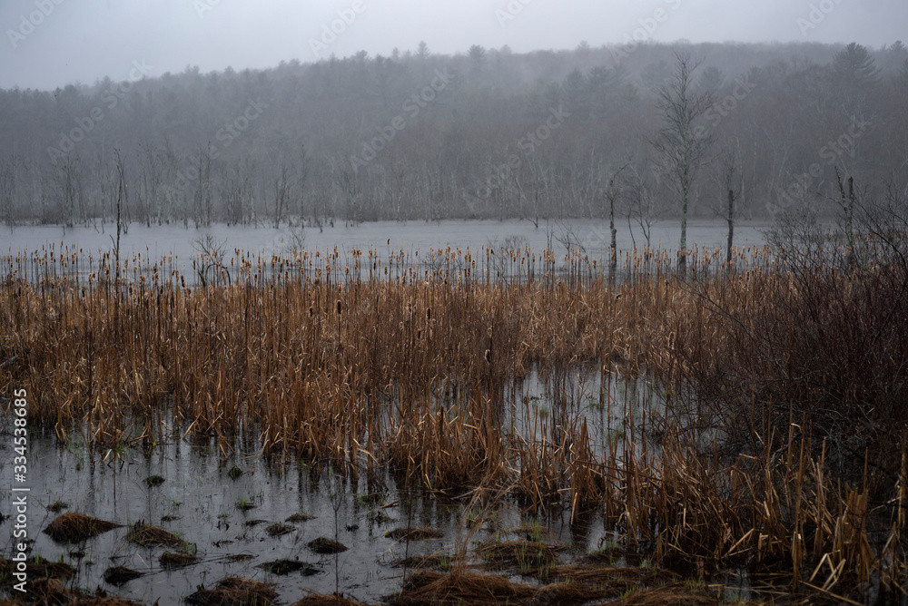 Swampy winter or spring landscape during a rain storm Swampy winter or spring landscape during a rain storm
