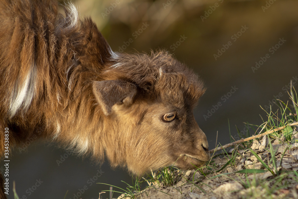 Fototapeta premium Young goat. brown baby of goat eating grass