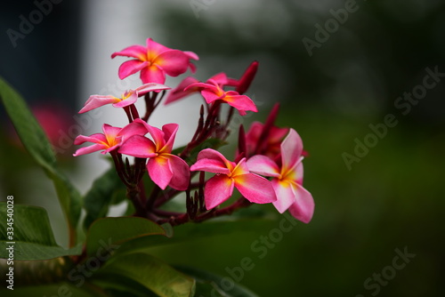 Colorful flowers in the garden.Plumeria flower blooming.Beautiful flowers in the garden