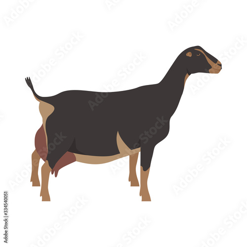 LaMancha goat Breeds of domestic farm animals Flat vector illustration Isolated object on white background