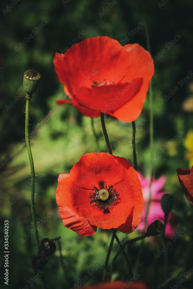 Obraz premium Close view of opium poppy blossom in a blurry background. Papaver somniferum, commonly known as the opium poppy or breadseed poppy, is a species of flowering plant in the family Papaveraceae.&nbsp;