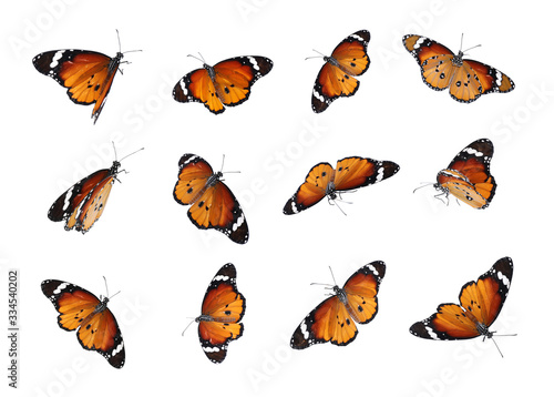 Set of many flying painted lady butterflies on white background