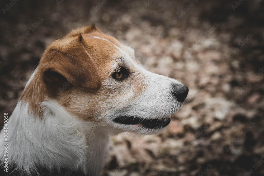 figiel jack russel terrier figiel jack russel terrier