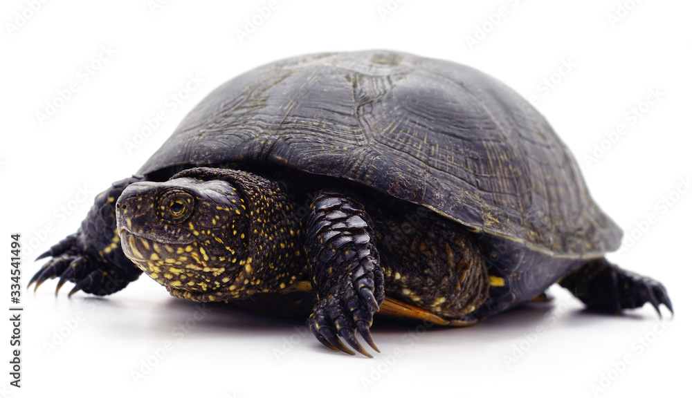 Obraz premium Wild black turtle.