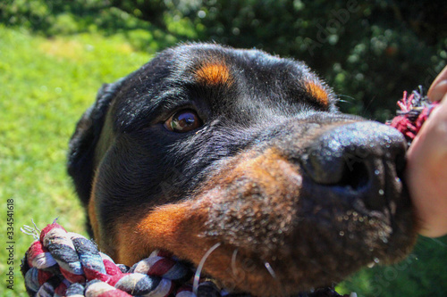 Cachorro rottweiler brincando