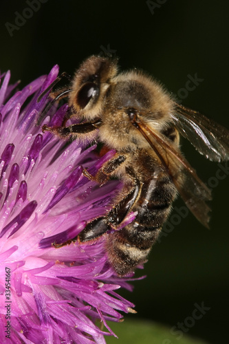 Bee, Honeybee, Apis, Thistle, Nectar, Honey, Thuringia, Germany, Europe photo