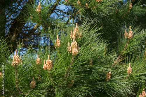 Green Foliage and Cones of an Evergreen Coniferous Monterey Pine Tree (Pinus radiata) Growing in a Garden in Rural England, UK