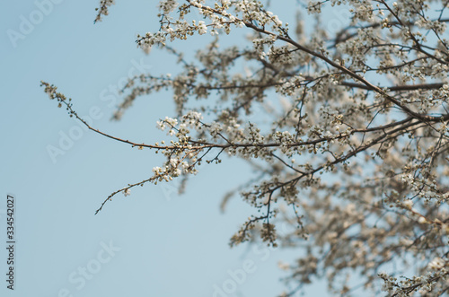 Fruit tree in bloom against blue sky background