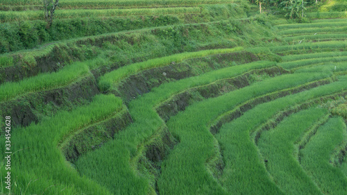 Paddy farming using the terracing method, one way to reduce erosion in mountainous areas