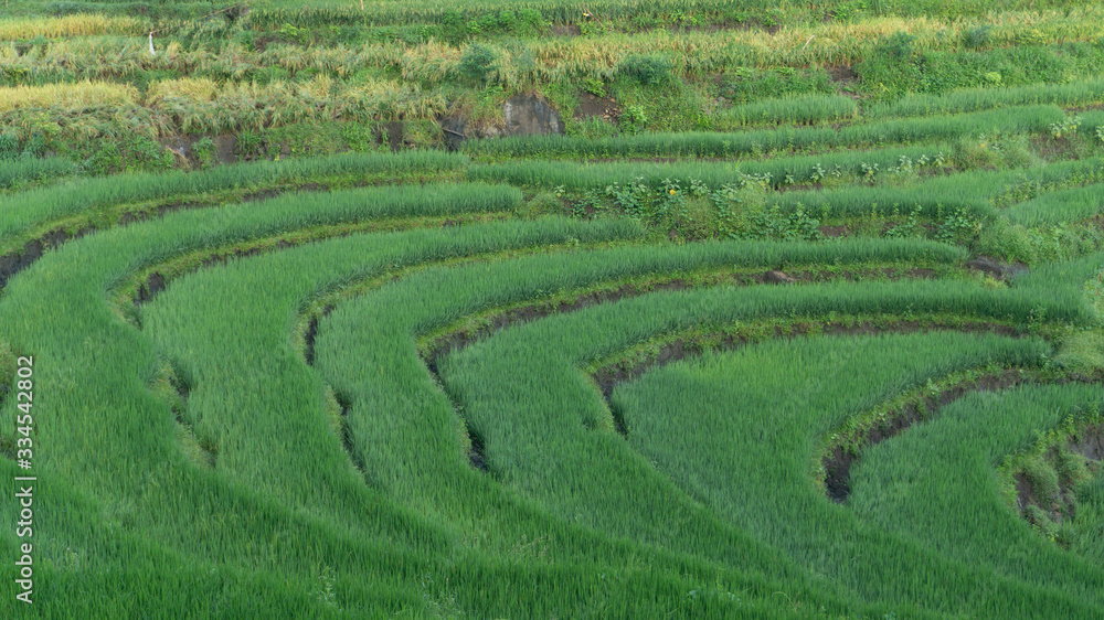 Paddy farming using the terracing method, one way to reduce erosion in mountainous areas Paddy farming using the terracing method, one way to reduce erosion in mountainous areas