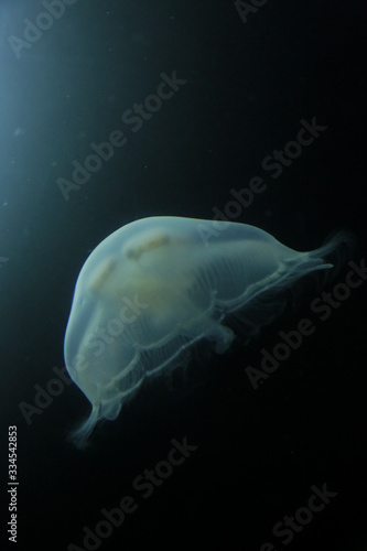 méduse sur fond noir, aquarium de la Rochelle