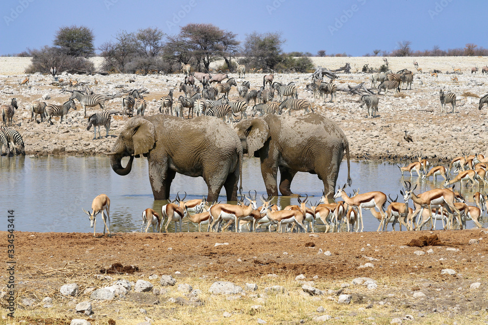 Φωτογραφία African elephants (Loxodonta africana) at the waterhole - Namibia Africa