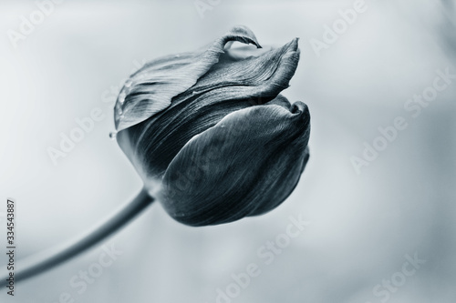 Beautiful tulip on a blurred background in blue classic color. Springtime. 
