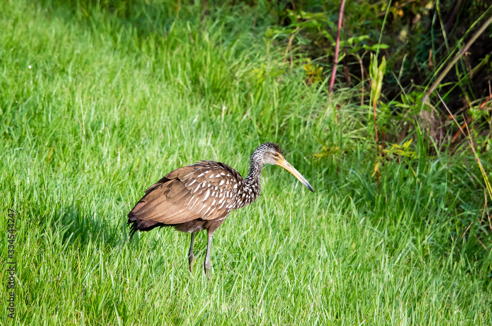Brown Limpkin hunting insects in marsh grass in Gainesville wetlands in Florida.