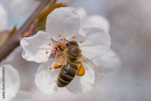 Fototapeta close up of bee gathering pollen on cherry tree blossoming