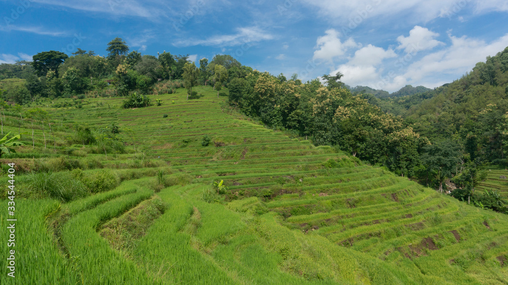 Paddy farming using the terracing method, one way to reduce erosion in mountainous areas Paddy farming using the terracing method, one way to reduce erosion in mountainous areas