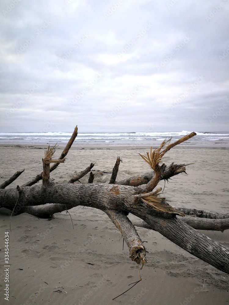 Wood on the Oregon sea with cloudy sky
