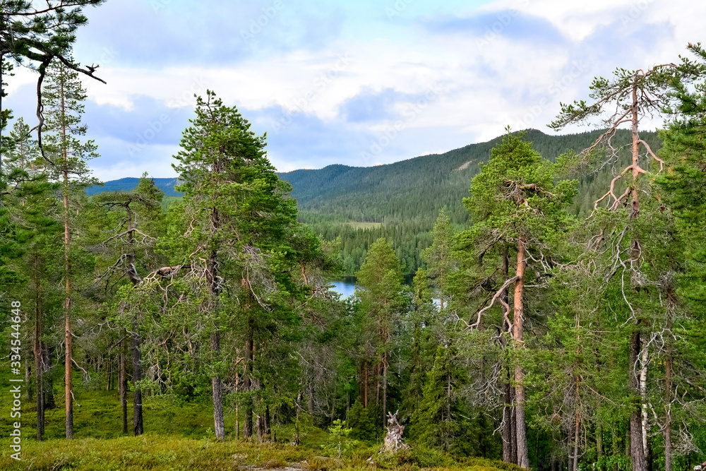 Forest landscape in Lapland Finland Forest landscape in Lapland Finland
