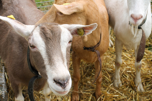 Goats during a typical exhibition in Italy