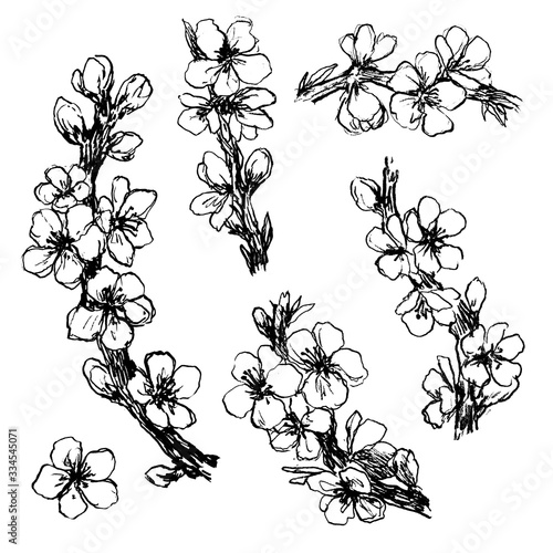 flowering branches set of hand illustrations isolated on a white background