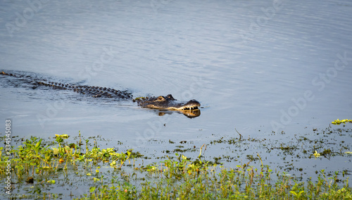 American Alligator with fish in mouth swimming toward shore at Gainesville wetlands in Florida. © Wildspaces