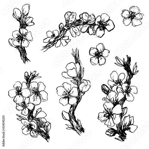 flowering branches set of hand illustrations isolated on a white background