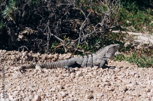 Big lizard close-up among the jungle of Mexico