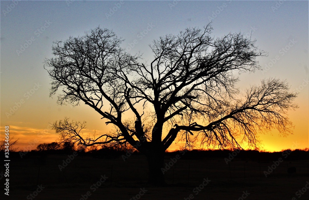 A Giant Old Tree Silhouetted Against a Beautiful Oklahoma Sunset. A Giant Old Tree Silhouetted Against a Beautiful Oklahoma Sunset.