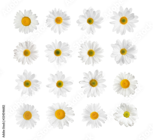 Set of beautiful chamomile flowers on white background, top view © New Africa