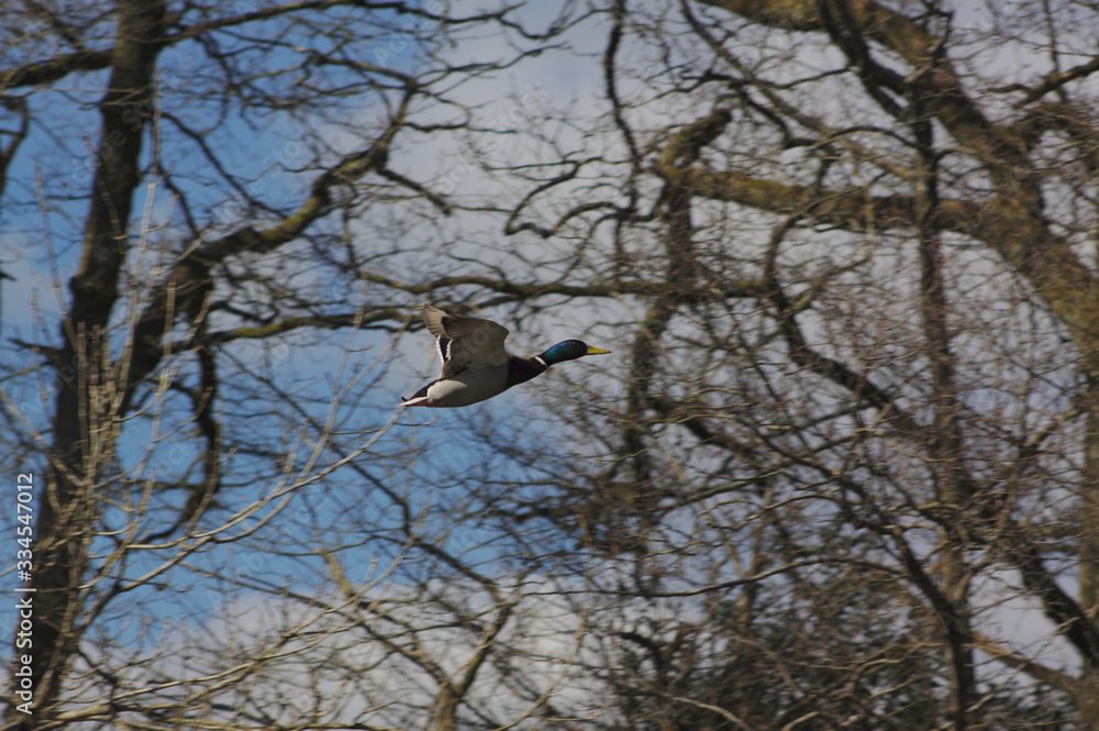 male mallard duck flying in front of some trees male mallard duck flying in front of some trees