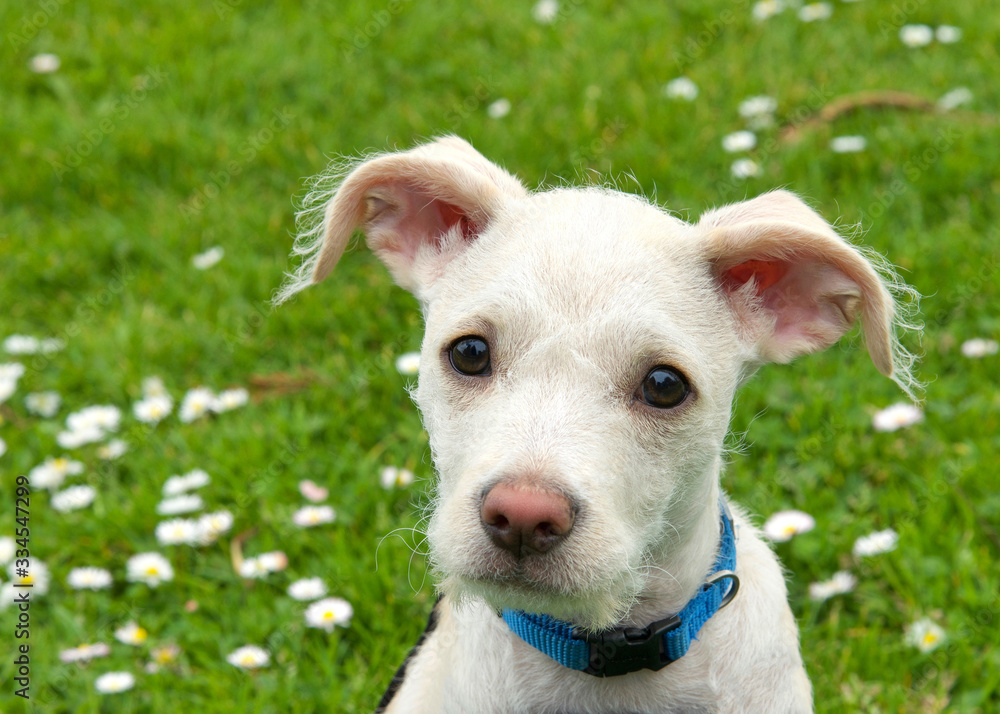 Portrait of an adorable terrier mix cream and tan colored puppy sitting in green grass with daisies in the background. Quizzical expression.