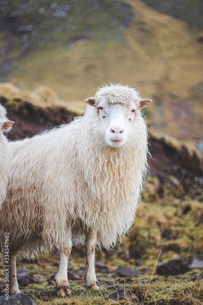 Sheep in field