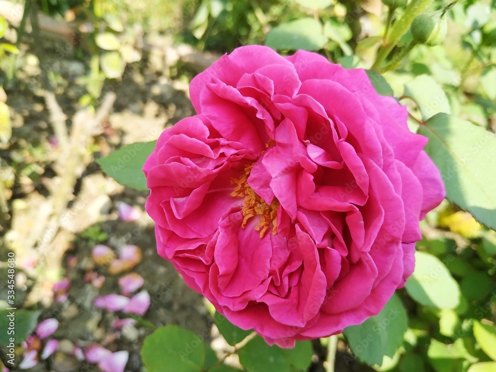 Beautiful pink roses in the garden. Perfect for background. Natural Beautiful pink roses in the garden. Perfect for background. Natural