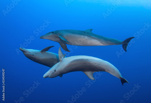 dolphins © Tropicalens