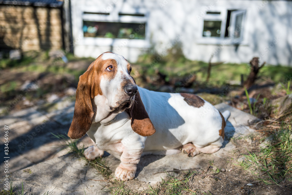 portrait of a lazy dog (basset hound) in a garden, with sun light