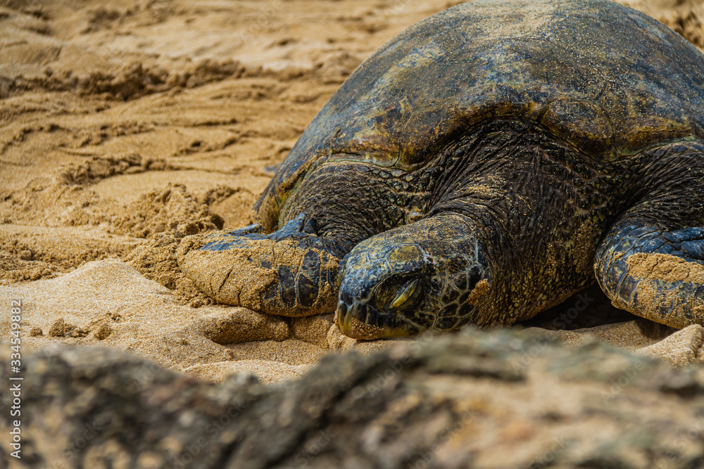 Obraz premium A close up of a Hawaiian Green sea turtle lounging in the sand on Laniakea Beach.