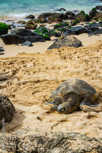 A close up of a Hawaiian Green sea turtle lounging in the sand on Laniakea Beach.