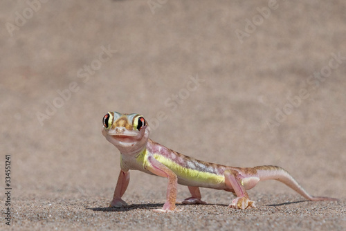 Web-footed Gecko in Dorop National Park Namibia