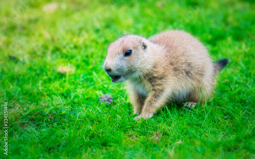 Cute baby prairie dog walking in the grass © Zita Stankova