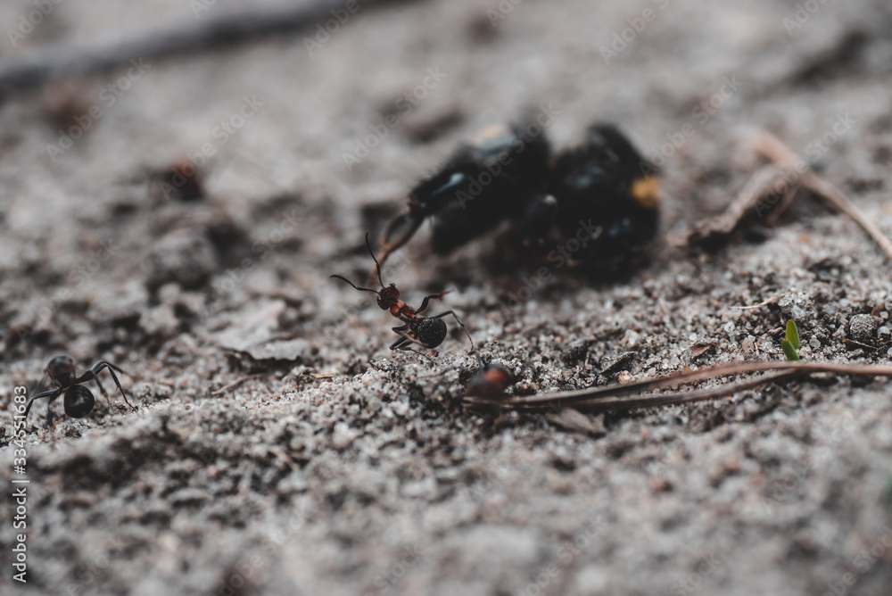Fototapeta premium Mrówka walcząca z większym owadem