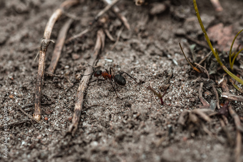 Mrówka pośród gałązek