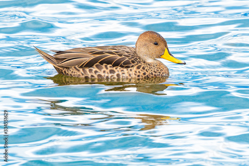 Yellow-billed Pintail (Anas georgica georgica) swimming at Almirante Montt Gulf - Chile photo