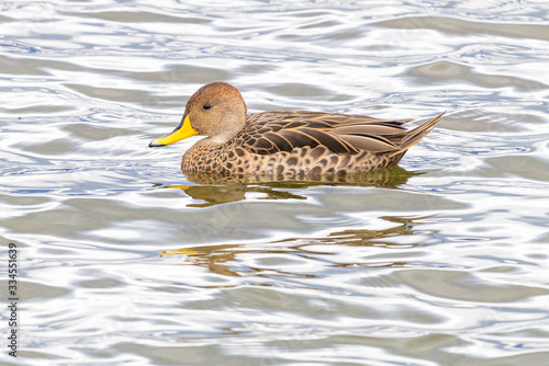 Yellow-billed Pintail (Anas georgica georgica) swimming at Almirante Montt Gulf - Chile photo