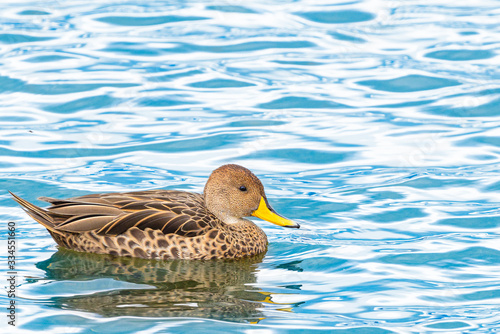 Yellow-billed Pintail (Anas georgica georgica) swimming at Almirante Montt Gulf - Chile photo