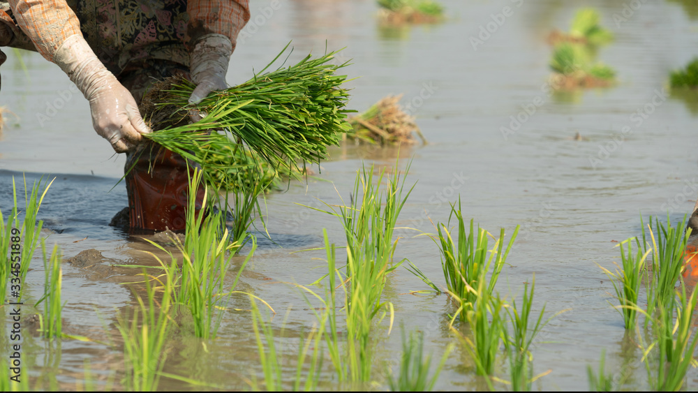 Traditional Method of Rice Planting.Rice farmers divide young rice ...